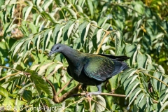 nicobar à camail / nicobar pigeon