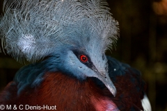 goura de Sclater / Sclater's crowned pigeon