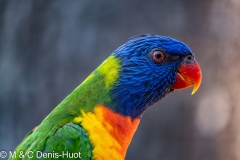 loriquet à tête bleue / coconut lorikeet