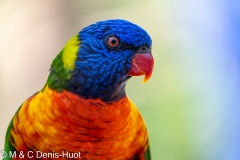 loriquet à tête bleue / coconut lorikeet