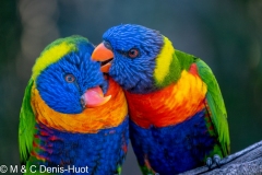 loriquet à tête bleue / coconut lorikeet