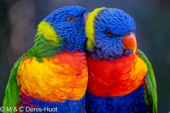 loriquet à tête bleue / coconut lorikeet