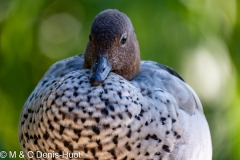 Canard à crinière / maned duck