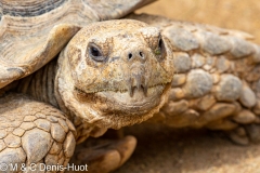 tortue / tortoise