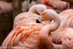 flamant du Chili / Chilean flamingo