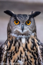 grand duc d'Europe / eurasian eagle-owl
