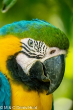 ara bleu / blue and yellow macaw