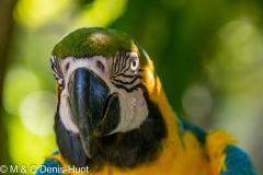 ara bleu / blue and yellow macaw