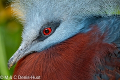 goura de Sclater / Sclater's crowned pigeon