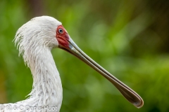 spatule d'African / african spoonbill