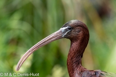 ibis falcinelle / glossy ibis