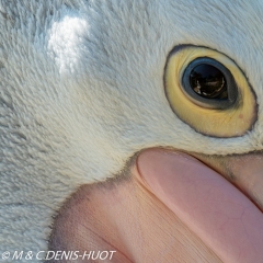 pélican à lunettes / australian pelican