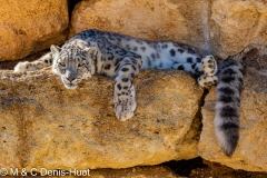 panthère des neiges / snow leopard