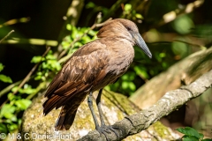 ombrette / hammerkop