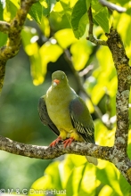 Colombar à front nu / African green Pigeon