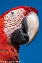 ara à ailes vertes / red-and-green macaw