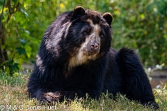 ours à lunettes / spectacled bear