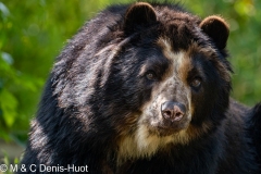 ours à lunettes / spectacled bear