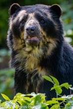 ours à lunettes / spectacled bear