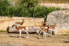 gazelle de Mhorr / dama gazelle,