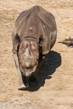 rhinoceros