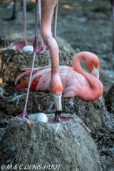 flamant du Chili / Chilean flamingo