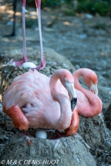 flamant du Chili / Chilean flamingo