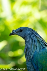 Nicobar à camail / Nicobar pigeon