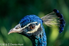 paon bleu / indian peafowl