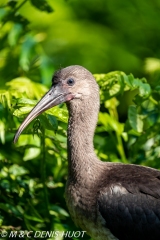 ibis de Ridgway / puna ibis
