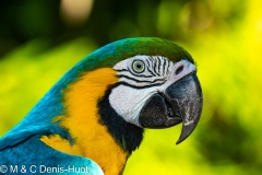 ara bleu / blue and yellow macaw