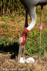 grue antigone / sarus crane