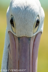 pélican à lunettes / australian pelican