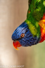 loriquet à tête bleue / coconut lorikeet