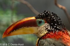 Araçari de Beauharnais / curl-crested aracari