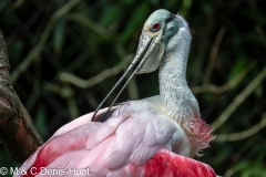 spatule rosée / roseate spoonbill