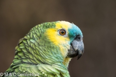 amazone à front bleu / blue-fronted parrot