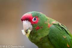 conure mitrée / mitred parakeet