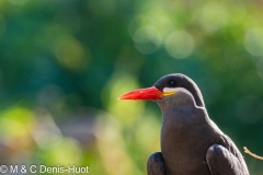 sterne inca / Inca tern