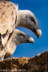 vautour fauve / griffon vulture