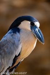 savacou huppe / boat-billed heron