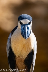 savacou huppe / boat-billed heron