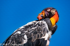 vautour pape / king vulture