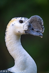 canard à bosse / knob-billed duck