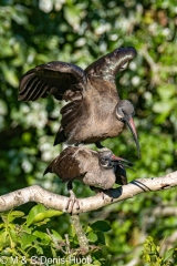 Ibis hagedash / hadada Ibis