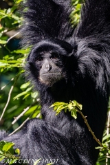 siamang