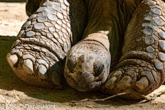 tortue / tortoise