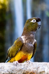 perruche de Patagonie / burrowing parakeet