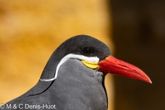 sterne inca / Inca tern