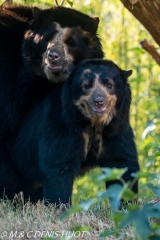 ours à lunettes / spectacled bear